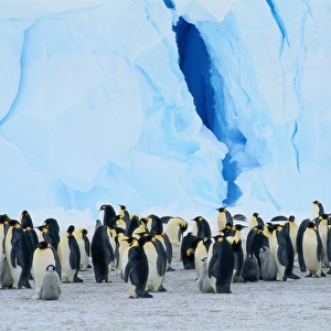 Emperor Penguin Colony (Aptenodytes Forsteri) Standing Near Iceberg