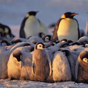 Emperor penguins -Aptenodytes forsteri- with chicks, Weddell Sea, Antarctica
