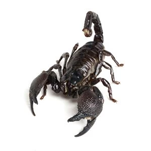 Emperor scorpion