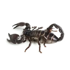 Emperor Scorpion Print - Large Format Artwork of a Pandinus imperator Emperor Scorpion Print - Large Format Artwork of a Pandinus imperator