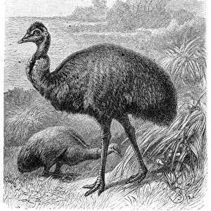 Emu bird engraving 1895