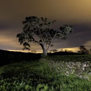 Encina in a night sky with light pollution Encina in a night sky with light pollution