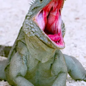 Endangered Cayman Blue Iguana Print Endangered Cayman Blue Iguana Print