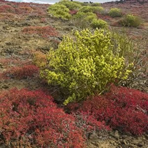 Endemic plants, Galapagos Carpetweed -Sesuvium edmonstonei-, at Punta Pitt, Isla de San Cristobal, Galapagos Islands, Ecuador