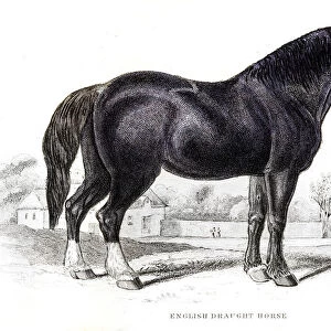 English draft horse 1841