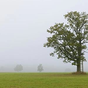 English oak, Pedunculate oak, or French oak -Quercus robur- in the fog, raised hide, Swabian Alb, Baden-Wuerttemberg, Germany, Europe