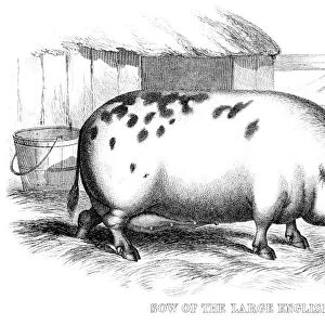 English pig engraving 1878