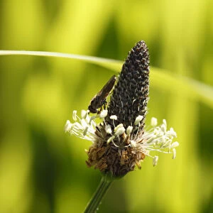 English plantain (Plantago lanceolata), blossom with a hover fly, Republic of Ireland, Europe