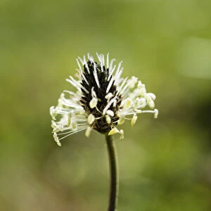 English Plantain -Plantago lanceolata-, flower