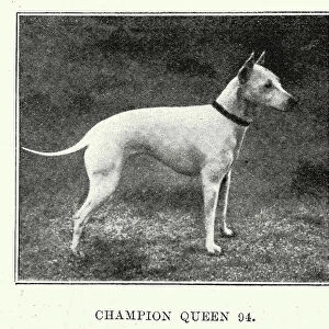 English White Terrier an extinct breed of dog, 1890s