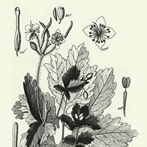 Engraved Antique, Cultivated Plants of the Ranunculaceae