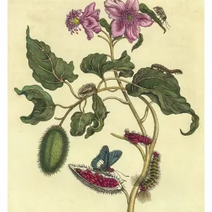 Engraving of a branch of Achiote with the lifecycle of a Firetip Butterfly and a single moth at top right Engraving of a branch of Achiote with the lifecycle of a Firetip Butterfly and a single moth at top right