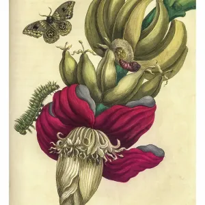 Engraving of a branch of banana with the life stages of a bullseye moth Engraving of a branch of banana with the life stages of a bullseye moth