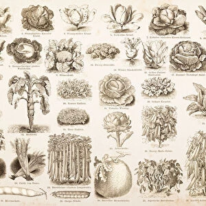 Engraving drawings vegetables from 1882