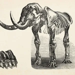 Engraving of extinct elephant mastodon from 1872 Engraving of extinct elephant mastodon from 1872