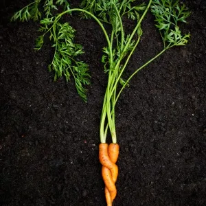 Entwined Carrots Print Entwined Carrots Print