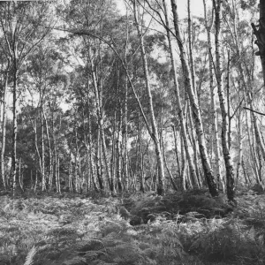 Epping Forest Epping Forest