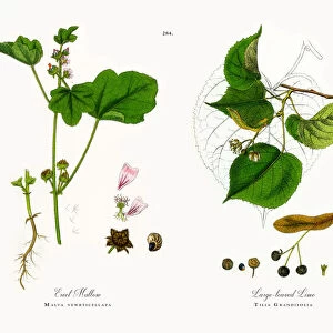 Erect Mallow, Malva vewrticellata, Victorian Botanical Illustration, 1863