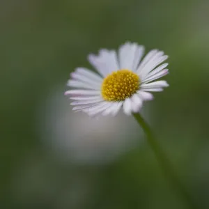 Erigeron Daisy Close Up Erigeron Daisy Close Up