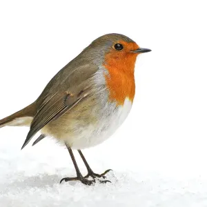 Robin Red Breast Print: Snowy Christmas Scene of Erithacus rubecula Robin Red Breast Print: Snowy Christmas Scene of Erithacus rubecula
