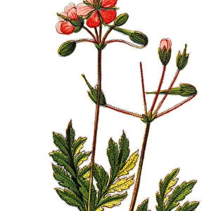 Erodium cicutarium (redstem filaree)