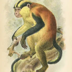 Erxlebens primate 1894 Erxlebens primate 1894