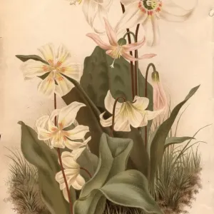 Erythronium Print circa 1800: Three Species Erythronium Print circa 1800: Three Species
