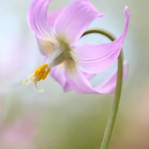 Erythronium Erythronium