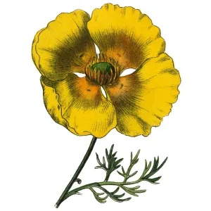 California Poppy Print, 1886 Engraved Botanical Illustration