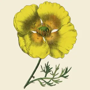 Eschscholtzia or California Poppy, Victorian Botanical Illustration Eschscholtzia or California Poppy, Victorian Botanical Illustration