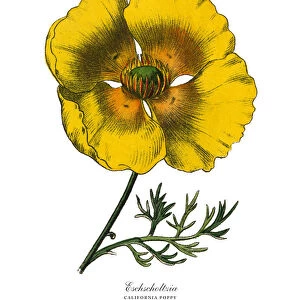 Eschscholtzia or California Poppy, Victorian Botanical Illustration