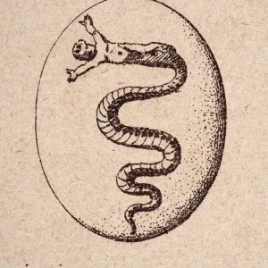 Escudo, o escudo heráldico, blasón italiano, Serpiente comiendo a un hombre. Escudo, o escudo heráldico, blasón italiano, Serpiente comiendo a un hombre.