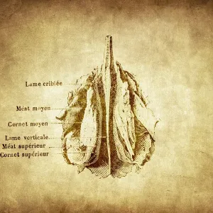 Ethmoid bone Ethmoid bone