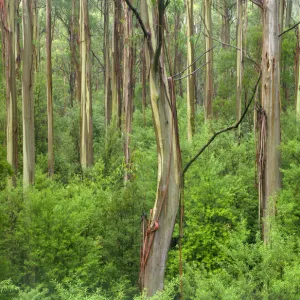 eucalypts rainforest, Great Otway N. P. Australia