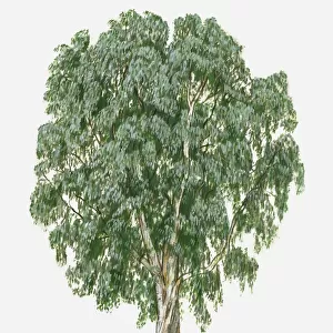 Eucalyptus globulus (Tasmanian Blue Gum) tree