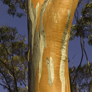 Eucalyptus tree, Australia