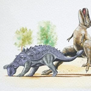 Euoplocephalus hitting a Tyrannosaurus with its tail club