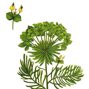 Euphorbia cyparissias (cypress spurge)