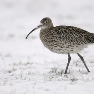 Eurasian Curlew in Snow Print