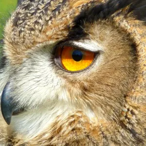 Eurasian Eagle owl Eurasian Eagle owl