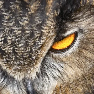 Eurasian Eagle Owl