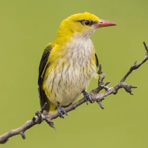 Eurasian Golden Oriole (Oriolus oriolus), female sitting on branch, Bacs-Kiskun, Hungary Eurasian Golden Oriole (Oriolus oriolus), female sitting on branch, Bacs-Kiskun, Hungary