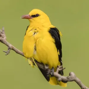 Eurasian Golden Oriole Print, Male Perched on Branch Eurasian Golden Oriole Print, Male Perched on Branch