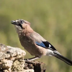 Eurasian Jay (Garrulus glandarius), perched on a rock. Spain Eurasian Jay (Garrulus glandarius), perched on a rock. Spain