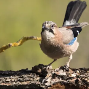 Eurasian Jay (Garrulus glandarius), put on a rock eating. Spain Eurasian Jay (Garrulus glandarius), put on a rock eating. Spain