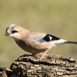 Eurasian Jay (Garrulus glandarius), put on a rock eating. Spain Eurasian Jay (Garrulus glandarius), put on a rock eating. Spain