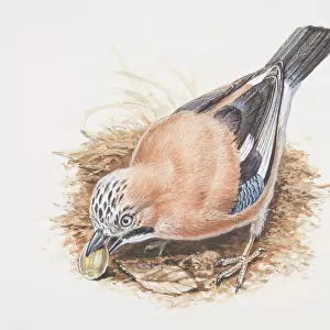 Eurasian Jay, Garrulus glandarius, bird eating an acorn