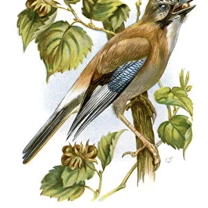 Eurasian Jay - Garrulus glandarius