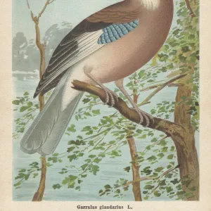 Eurasian jay (Garrulus glandarius), chromolithograph, published in 1896