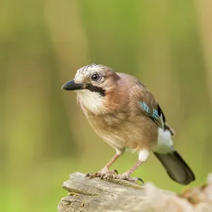 Eurasian Jay (Garrulus glandarius)